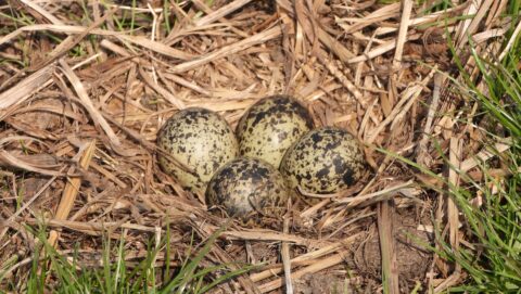Vier gevlekte eieren in een nest van droog gras.