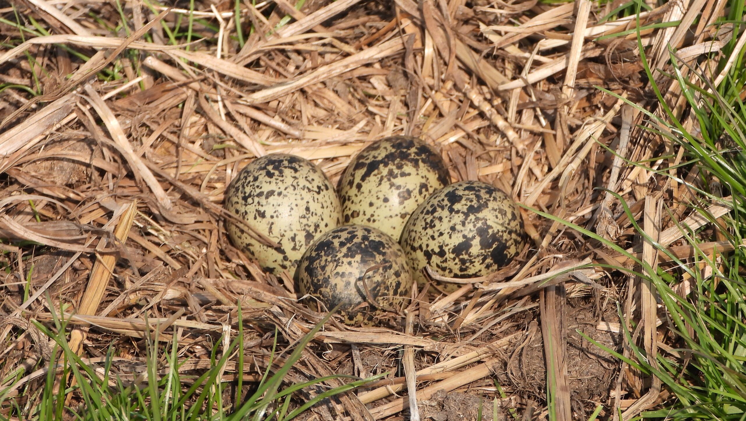 Vier gevlekte eieren in een nest van droog gras.