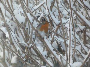 Roodborstje zit tussen besneeuwde takken in een winterse omgeving.