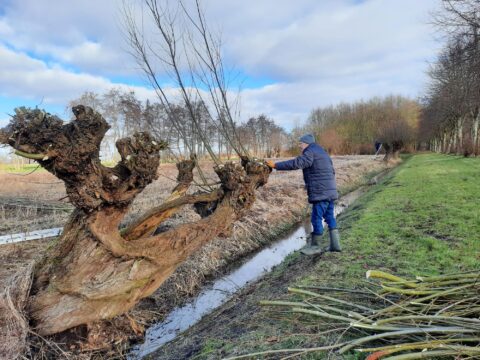 Persoon snoeit wilgenboom langs een sloot in een winterlandschap.