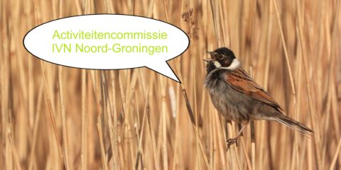 Vogel in riet met tekstballon: "Activiteitencommissie IVN Noord-Groningen".