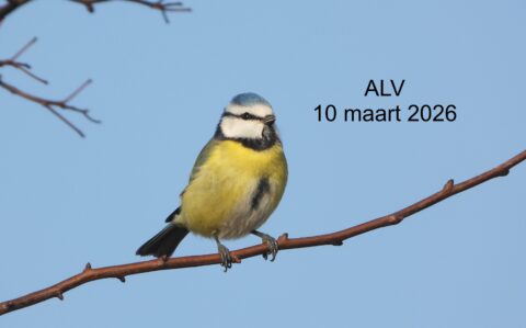 Pimpelmees op tak met tekst "ALV 10 maart 2026" tegen blauwe lucht.