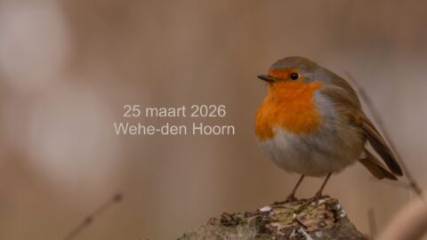 Roodborstje staand op een tak, tekst: "25 maart 2026, Wehe-den Hoorn".