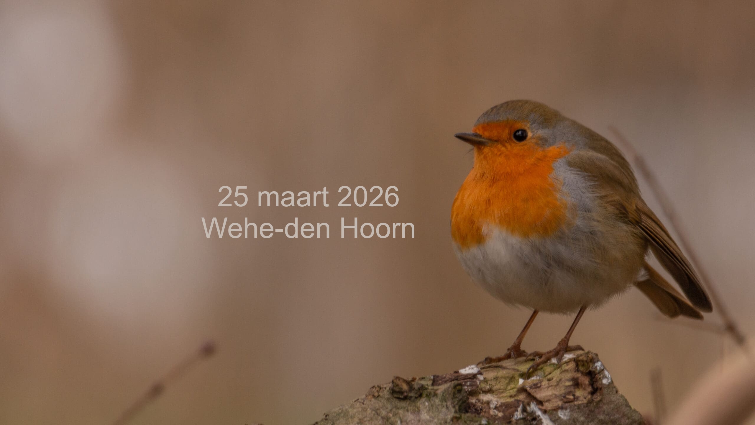 Roodborstje staand op een tak, tekst: "25 maart 2026, Wehe-den Hoorn".