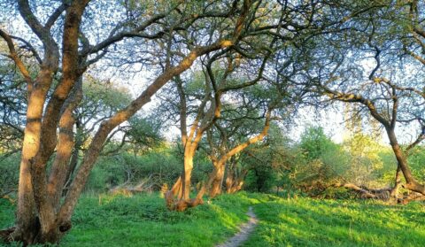 Boomrijk pad in een bos verlicht door zachte avondzon. Groen gras en dichte loofbedekking.