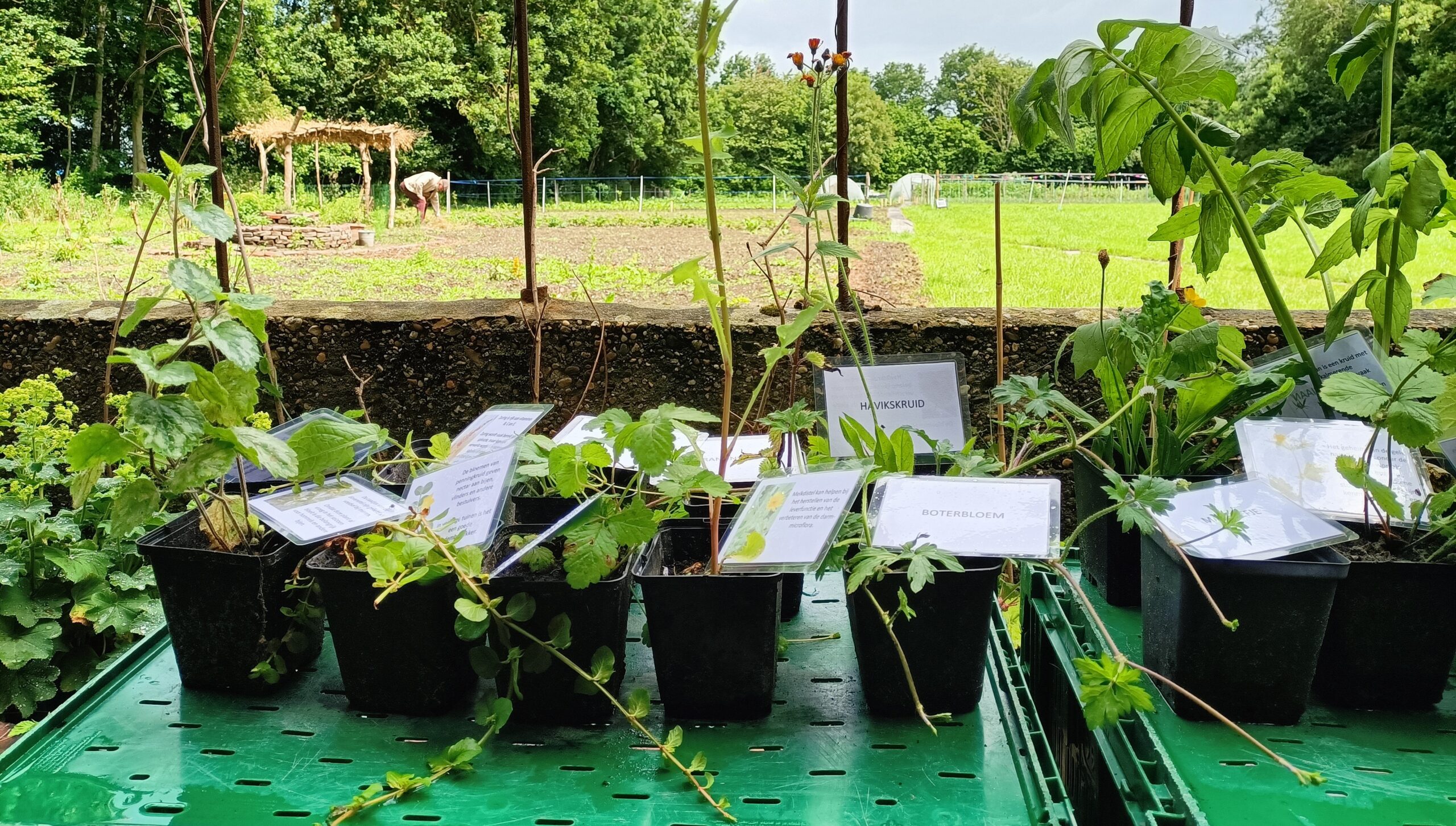 Planten in potten met labels op een tafeltje, met een moestuin op de achtergrond.