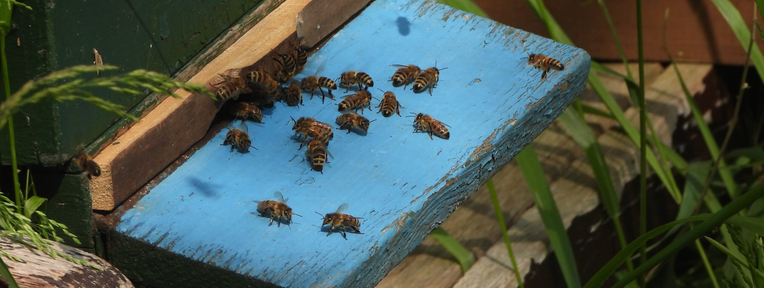 Bijenkorf met bijen op een blauw plankje, omgeven door groen blad.