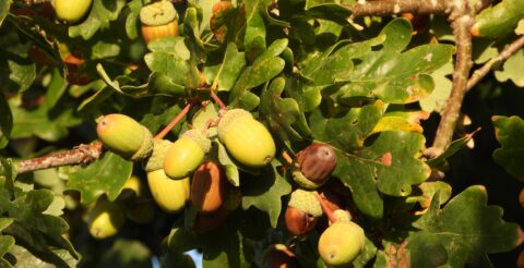 Eikentakken met groene en bruine eikels, omringd door bladeren.