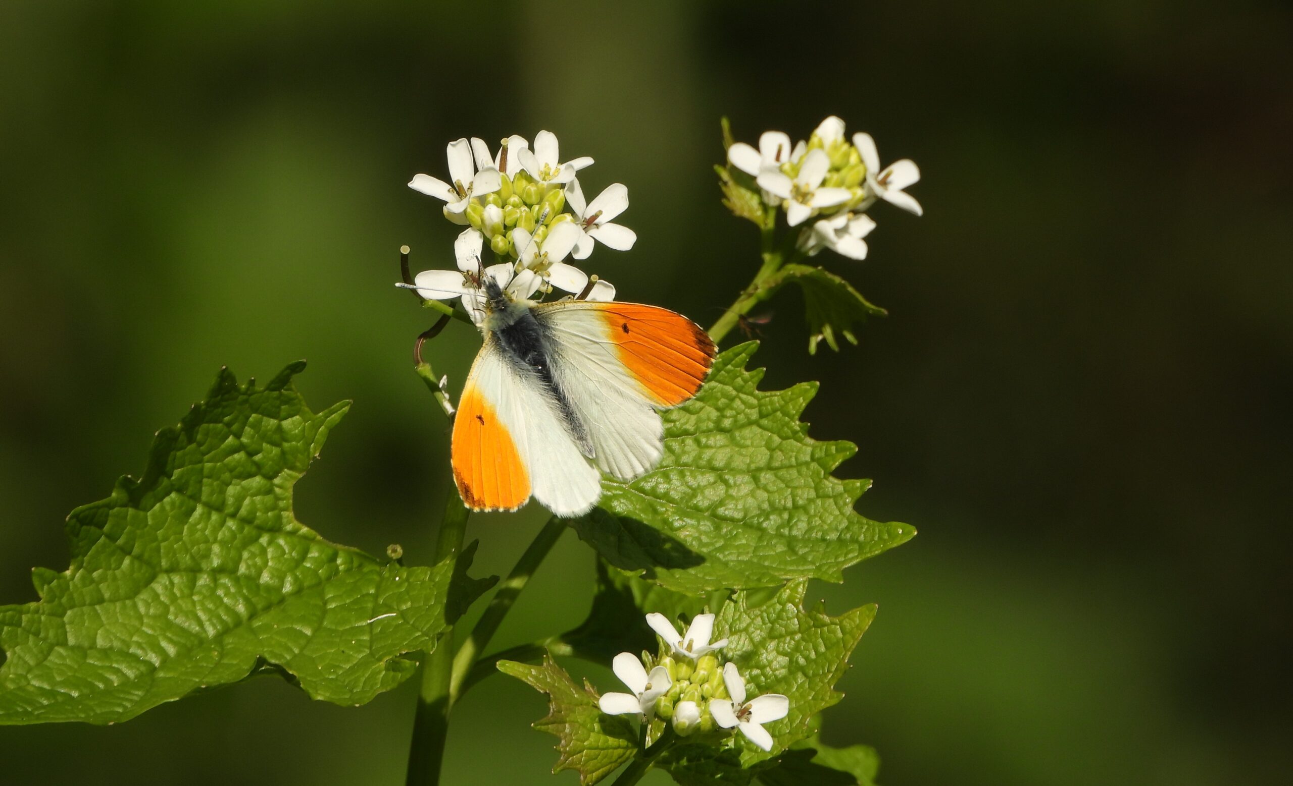 Vlinder met oranje en witte vleugels zit op witte bloemen en groene bladeren.
