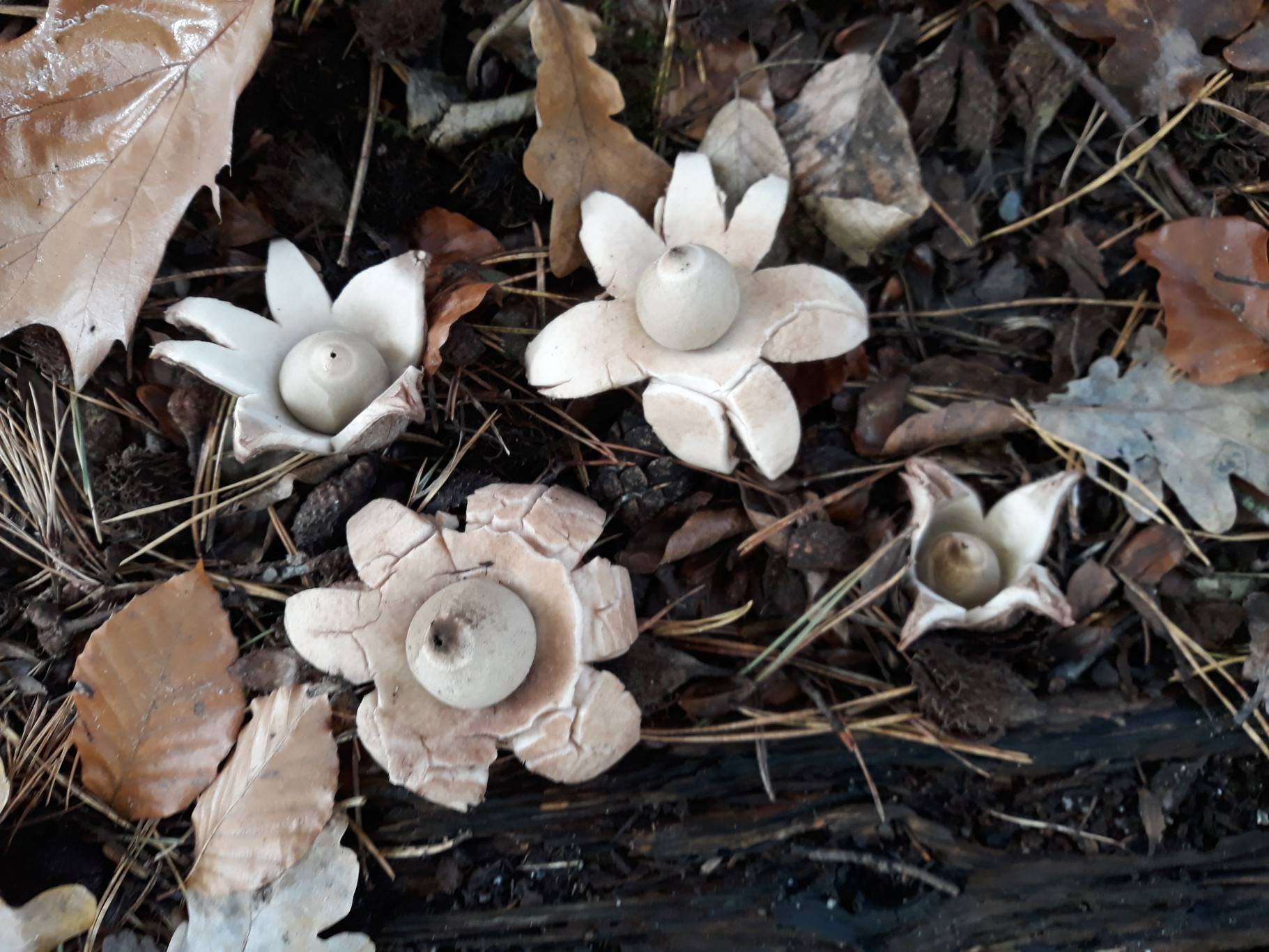 Met kinderen op zoek naar paddenstoelen