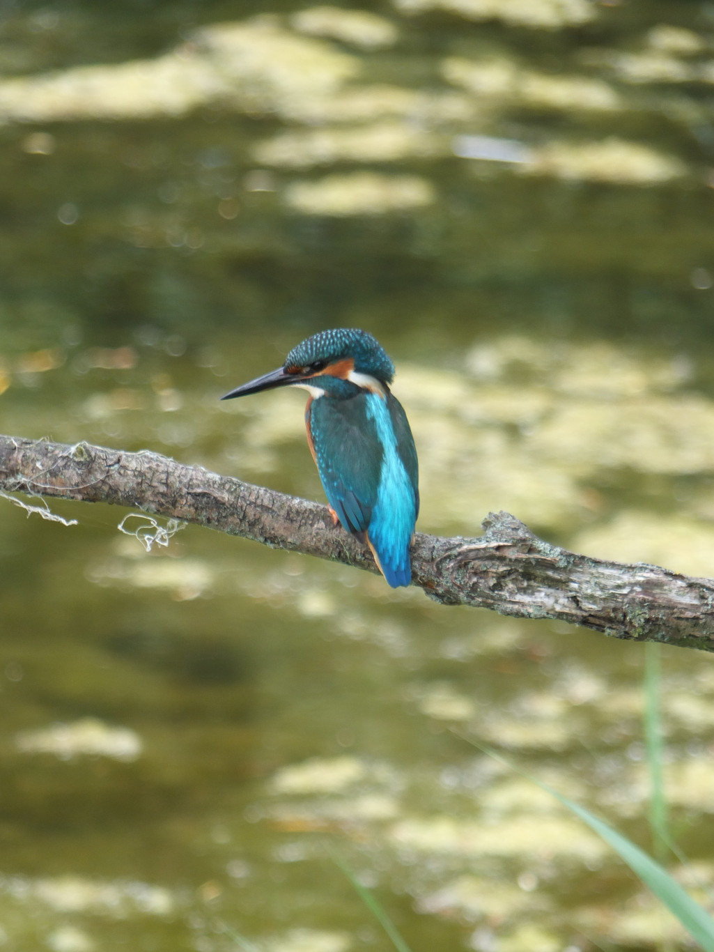 Joukje en Henk dragen na vele jaren het stokje over. Voorstelrondje nieuw bestuur