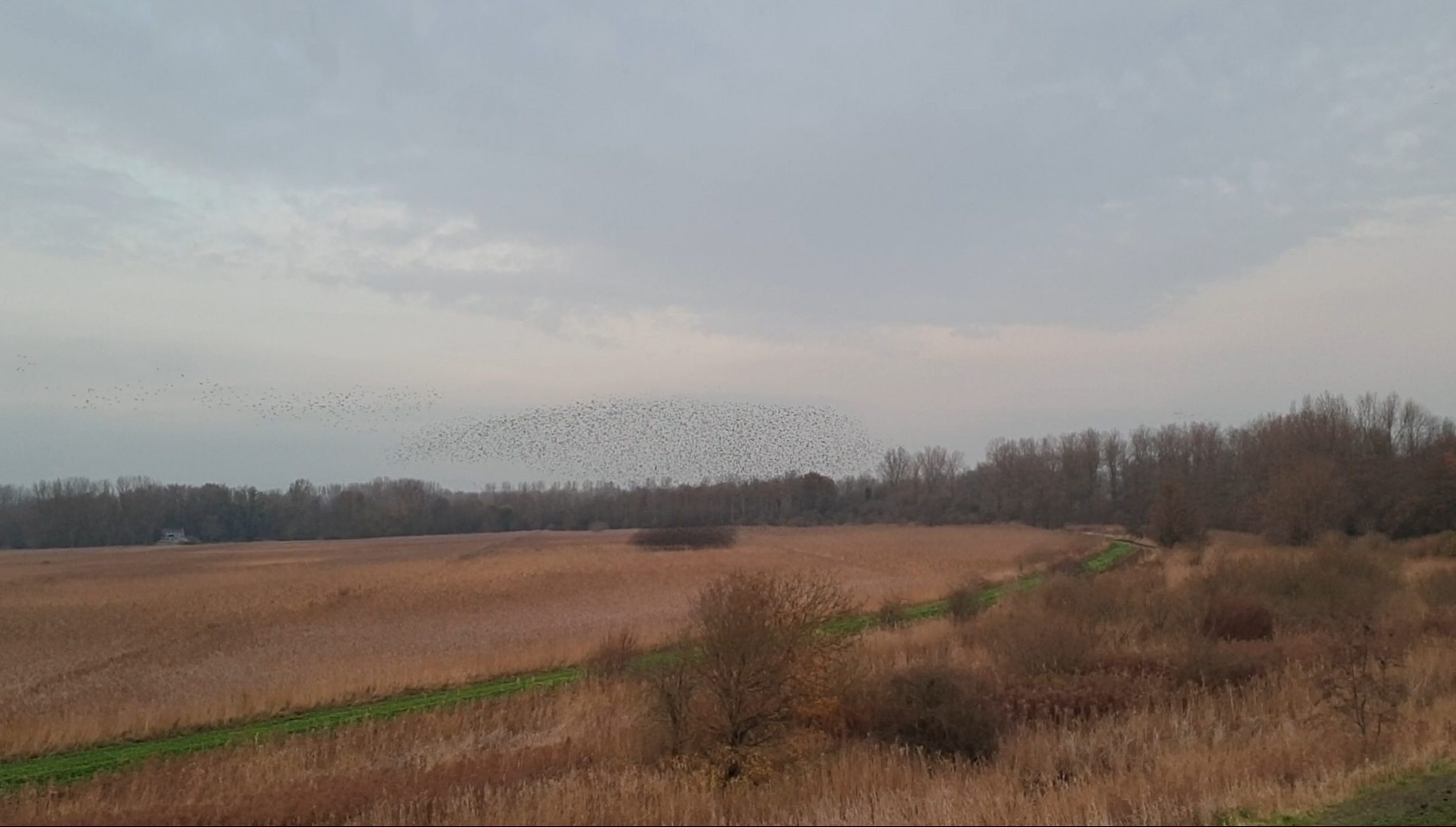 Een vlucht spreeuwen