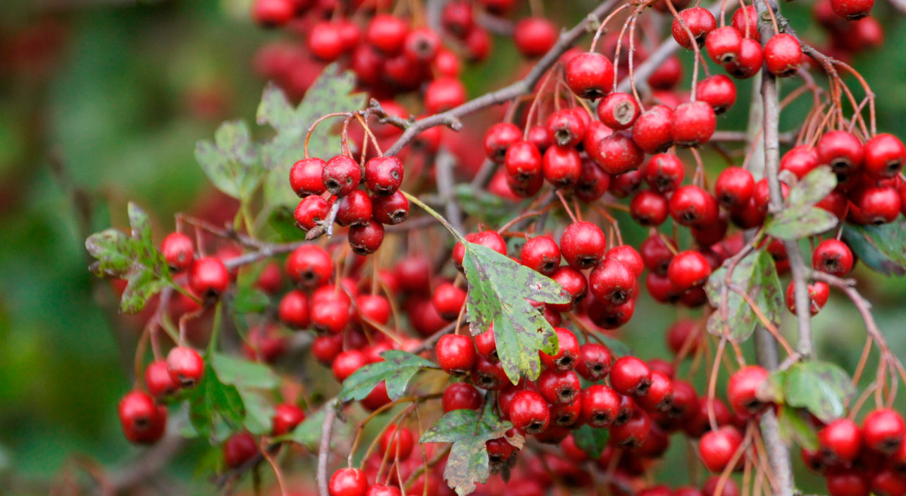 Nazomeren in de Rekerhout