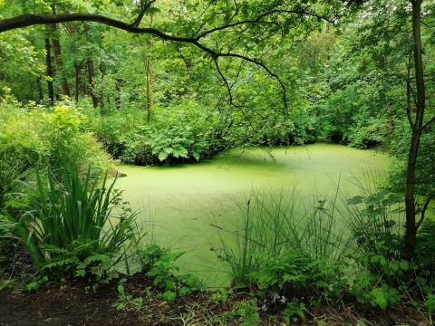 Parel in de Platte Polder