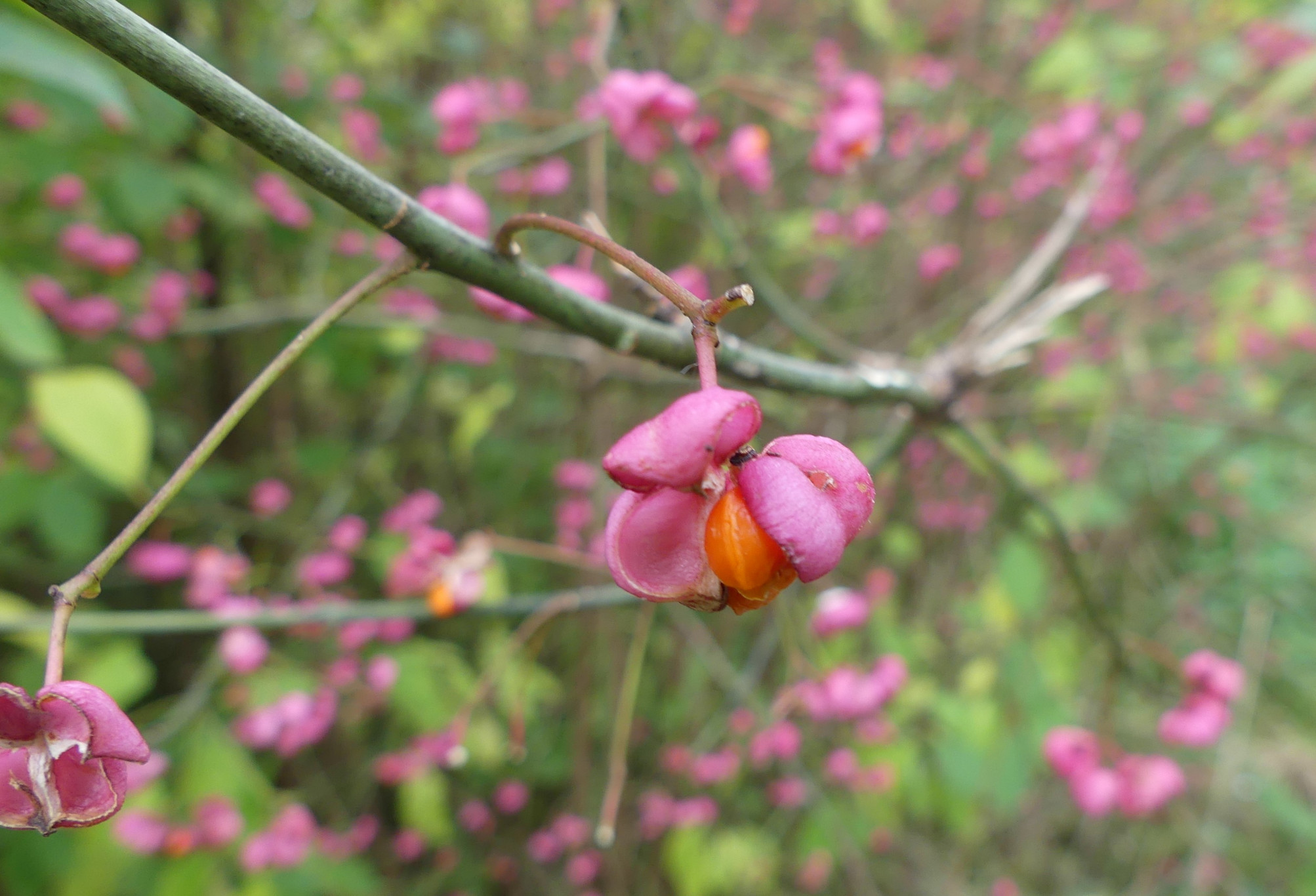 Kluifzwammen en kardinaalsmutsen in de Waarderhout