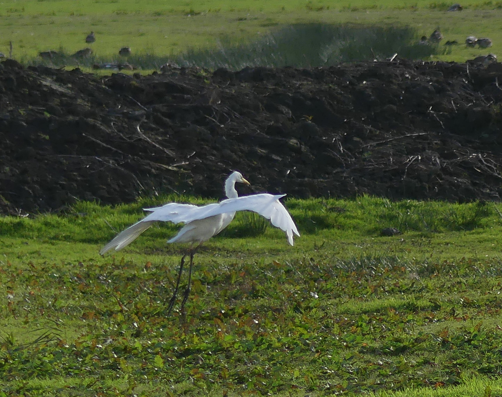 Sneeuwwitte vogel in de polder