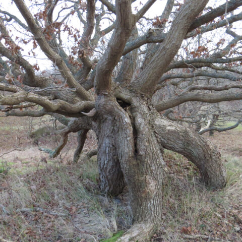 Kromme boom met dikke takken en herfstbladeren in een grasrijke omgeving.