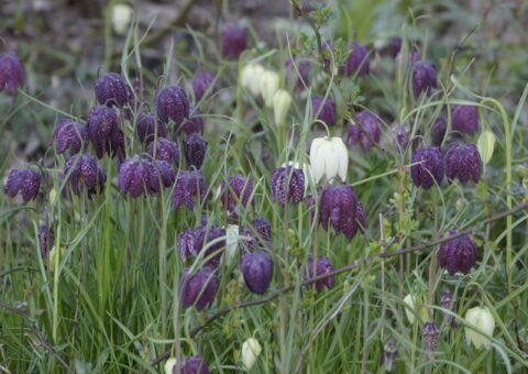 Foto met veld kievitsbloemen