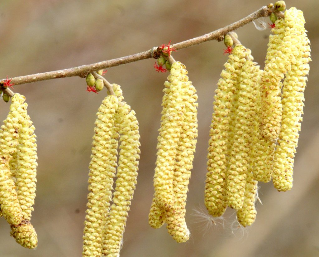 Katjes en de vrouwelijke bloemen van de Hazelaar