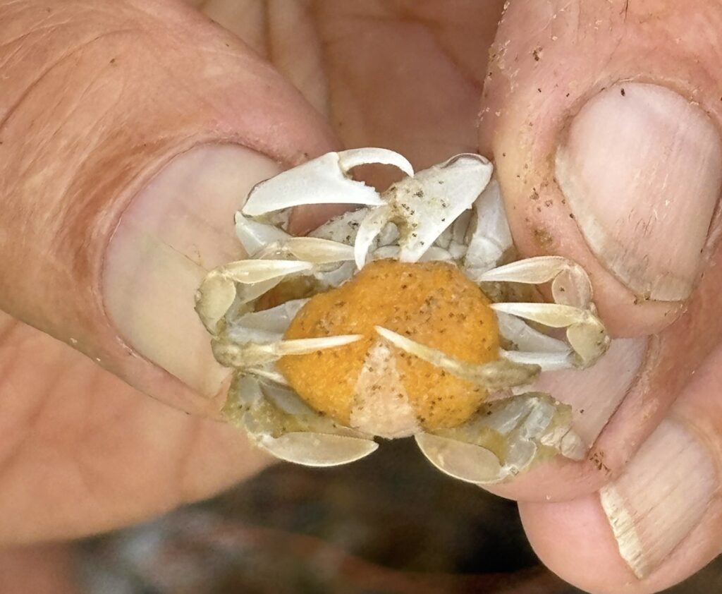 krab met eiklont