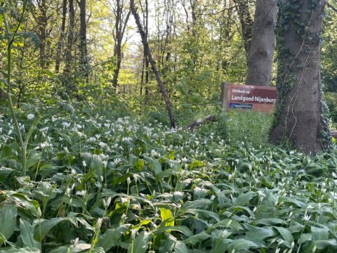Bos met lente bloemen en een bord "Welkom op Landgoed Nijenburg" tussen de bomen.