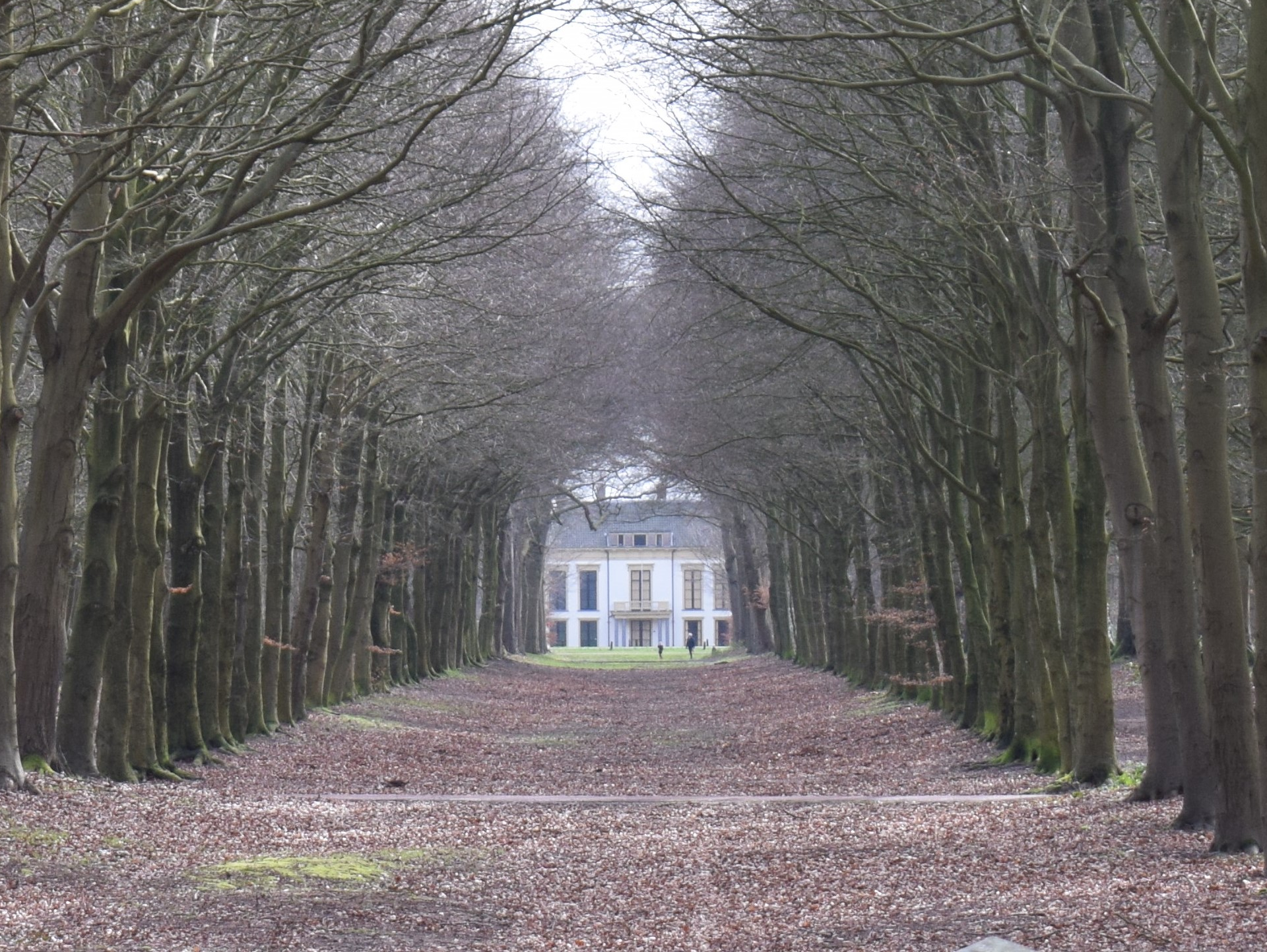 Lange laan met kale bomen leidt naar een wit gebouw in de verte.