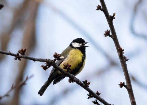 Een koolmees zingt terwijl hij op een tak zit tegen een blauwe lucht.
