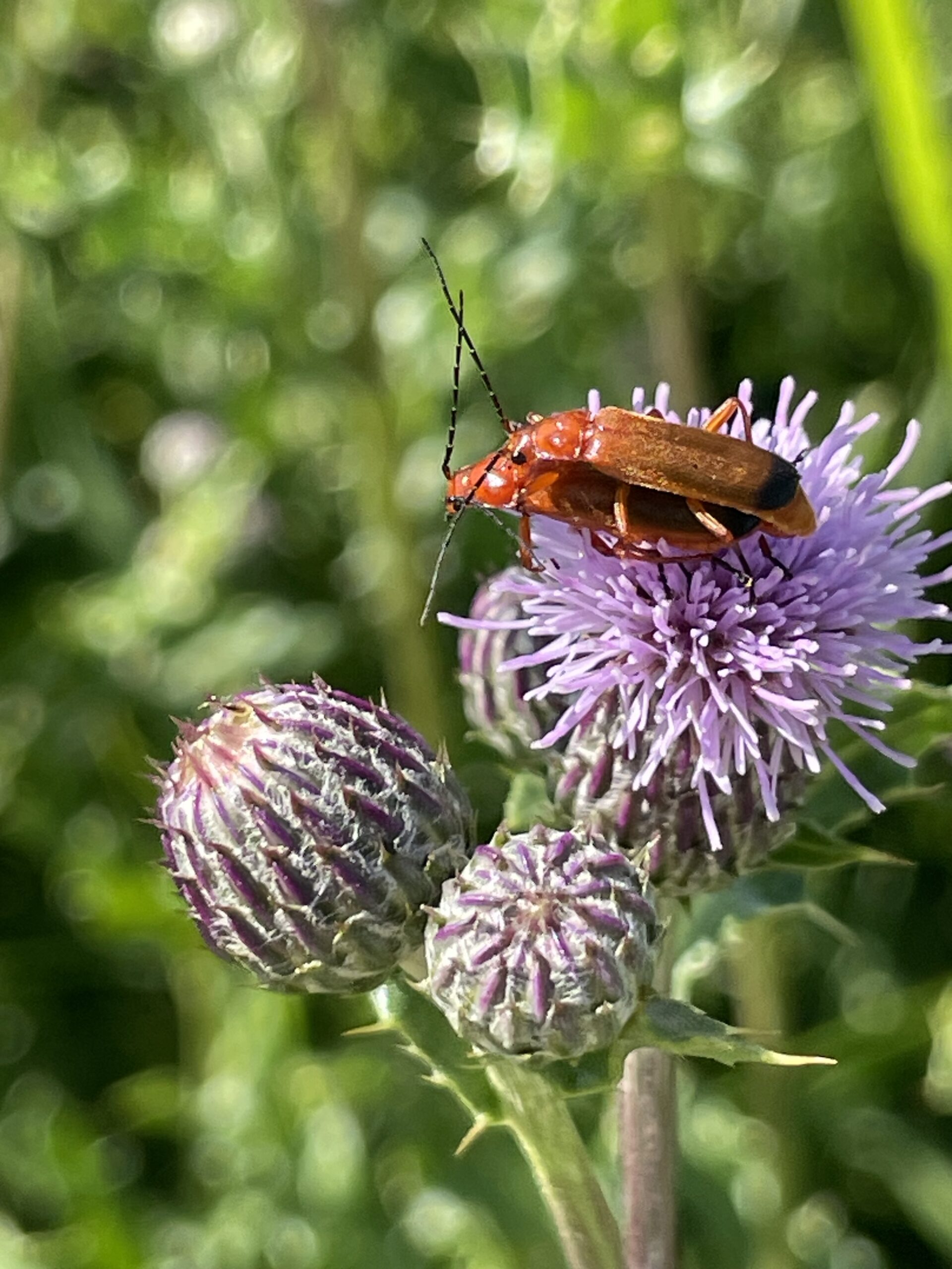 Bruine kever op paarse distelbloem in groene, wazige achtergrond.
