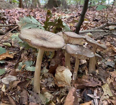 Bruine paddenstoelen groeien tussen herfstbladeren in een bos.