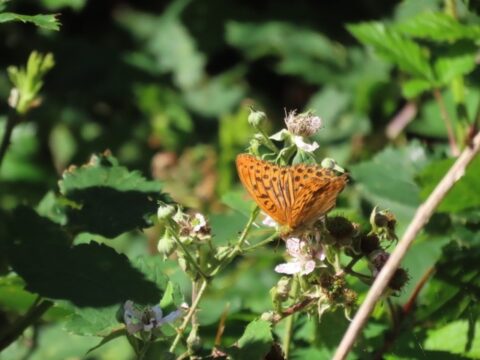 Oranje vlinder met zwarte stippen op bloeiende struik in groene tuinomgeving.
