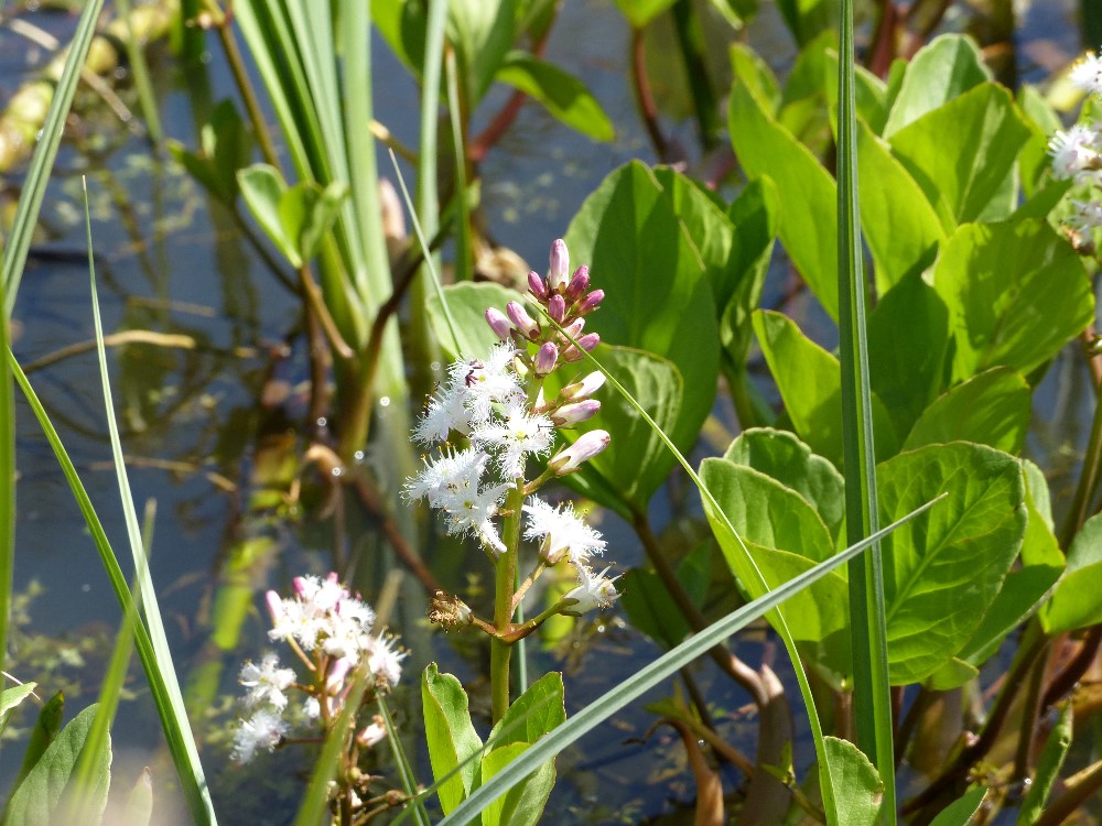 Planten met groene bladeren en witte, pluizige bloemen langs een waterkant.
