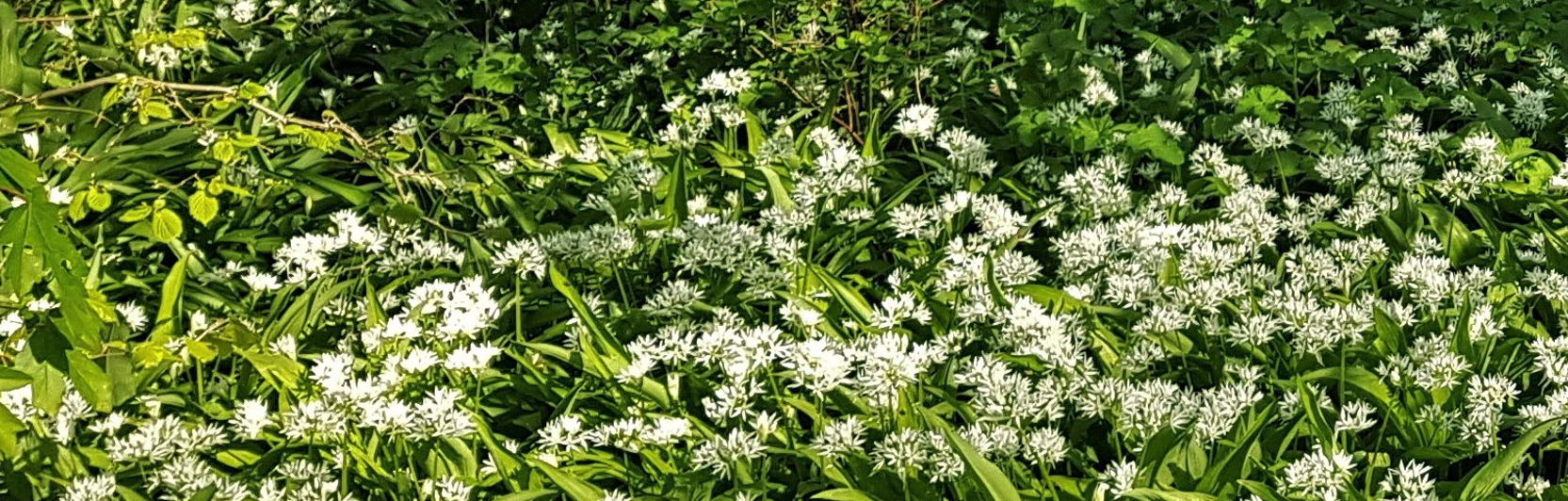 Witte bloemen met groene bladeren in een dichtbegroeide, schaduwrijke omgeving.