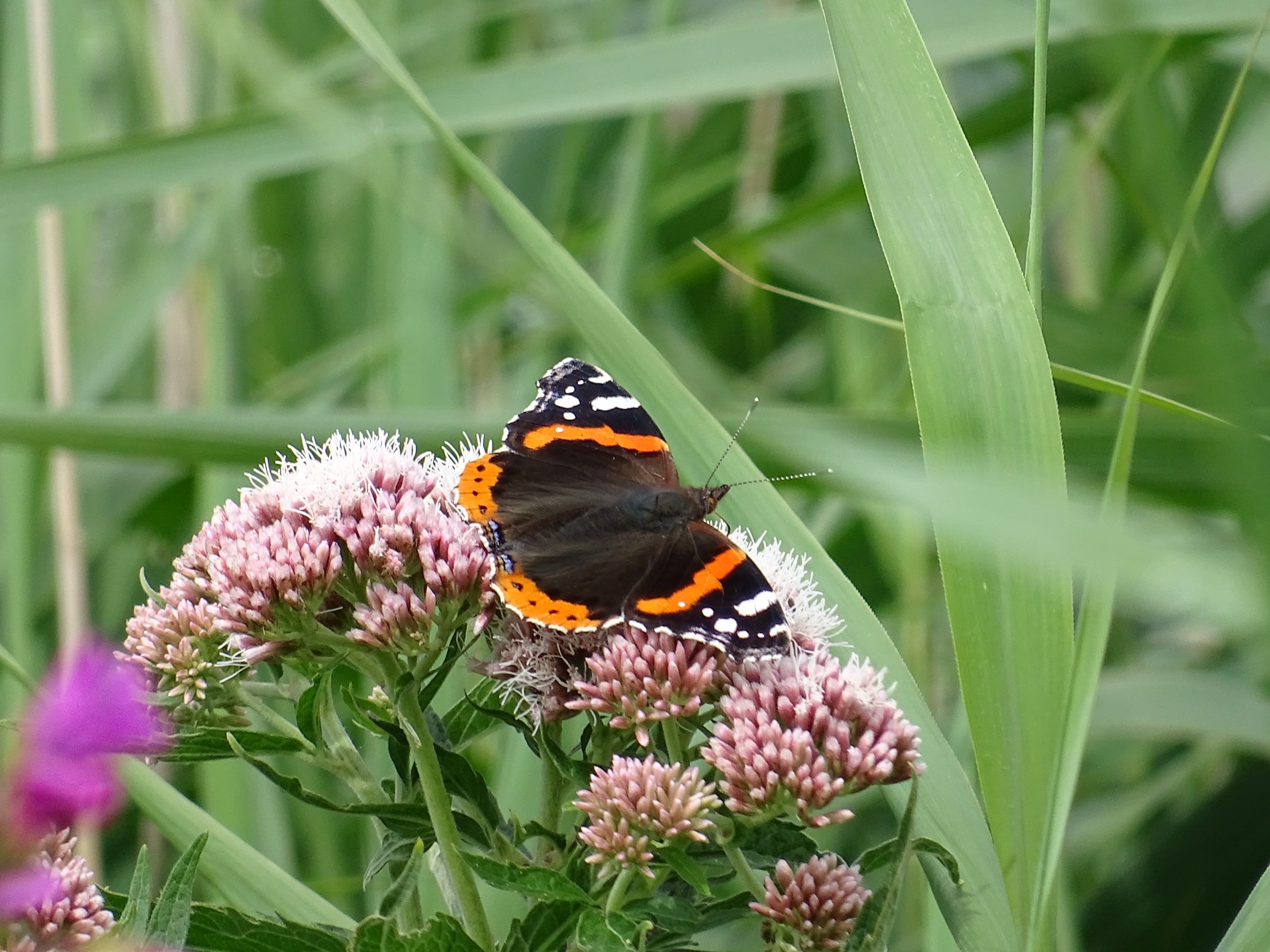 Vlinder op roze bloemen tussen groene bladeren in een natuurlijke omgeving.