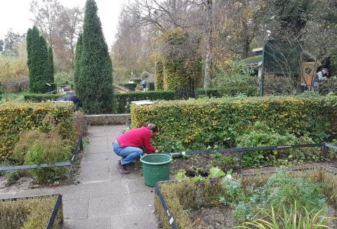 Persoon in roze jas werkt in een groene tuin omringd door hoge heggen en bomen.