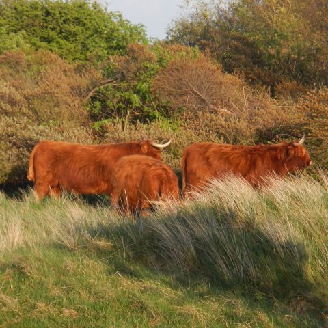 Drie hooglanders grazen in een groene, heuvelachtige omgeving met struiken op de achtergrond.