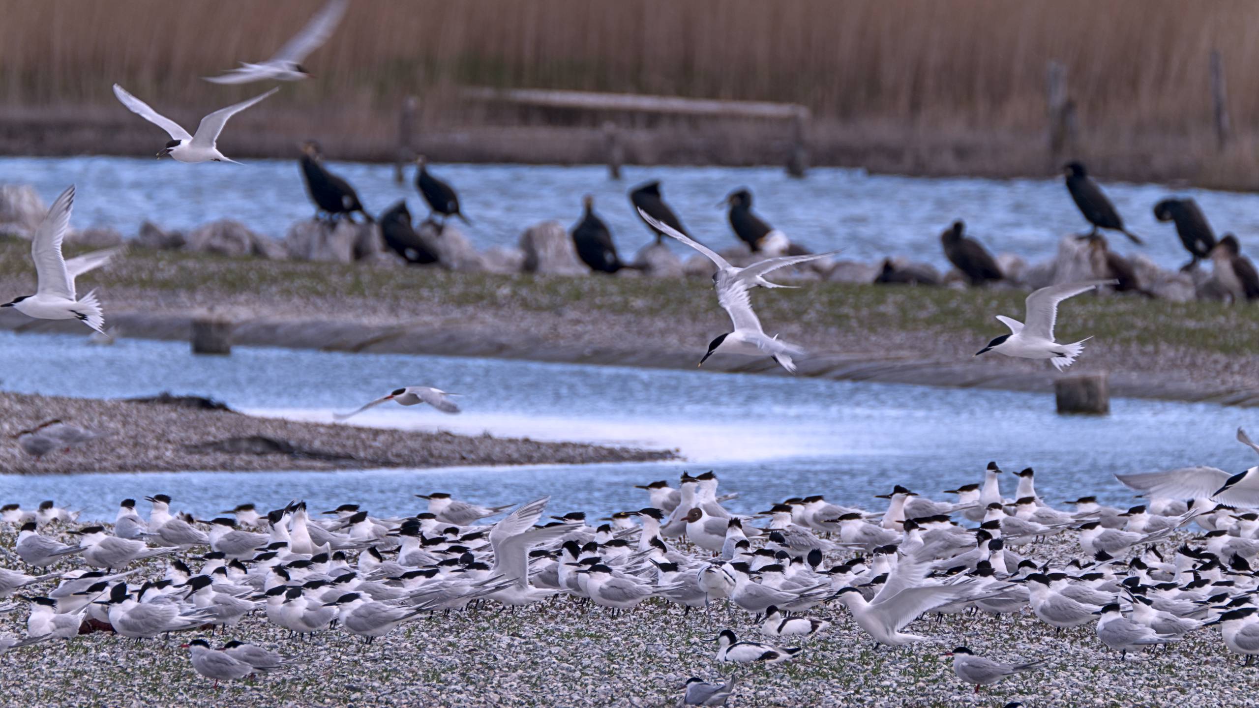 Kolonie meeuwen op een kiezelstrand, enkele in vlucht; meer en zittende vogels op achtergrond.