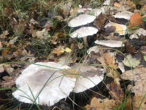 Witte paddenstoelen groeien tussen herfstbladeren op de bodem.