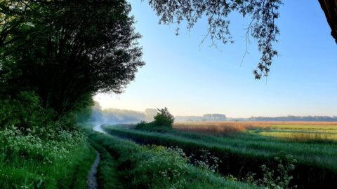 Bosrand met een kronkelend pad, mistige lucht en uitgestrekte velden bij zonsopgang.