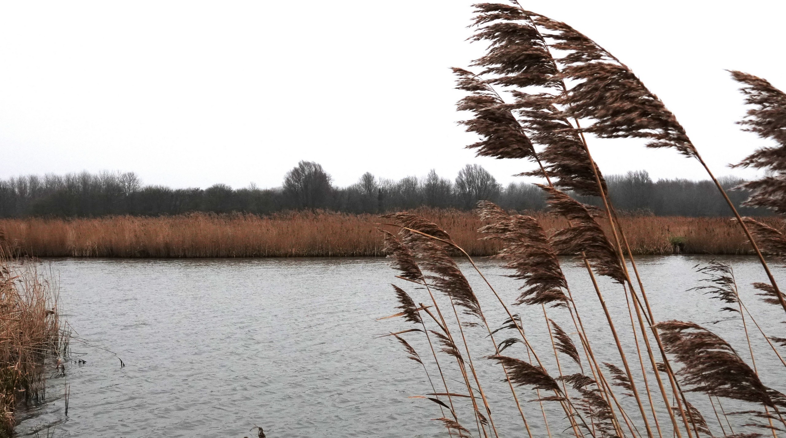 Rietpluimen langs een rustige rivier met kale bomen op de achtergrond onder een grijze hemel.