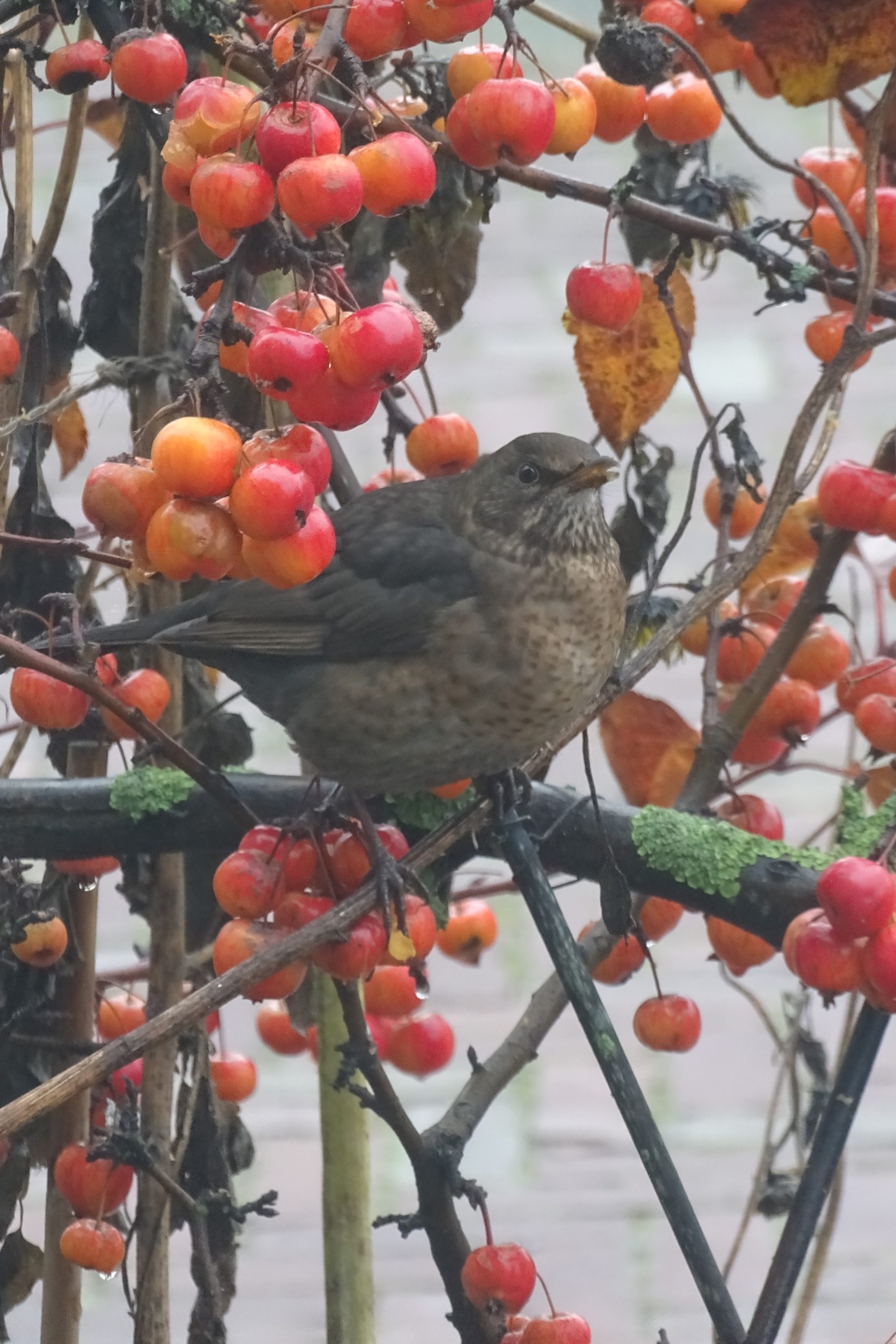 Merel in besdragende struik