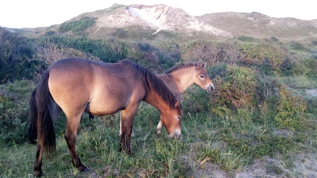 Exmoorpony met veulen in duinlandschap Bergen aan Zee