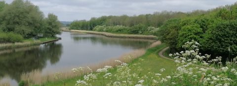 Oever in het voorjaar Geestmerambacht met bloeiend fluitekruid