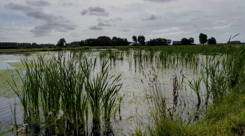 Waterpartij met riet en alg in het Geestmerambacht