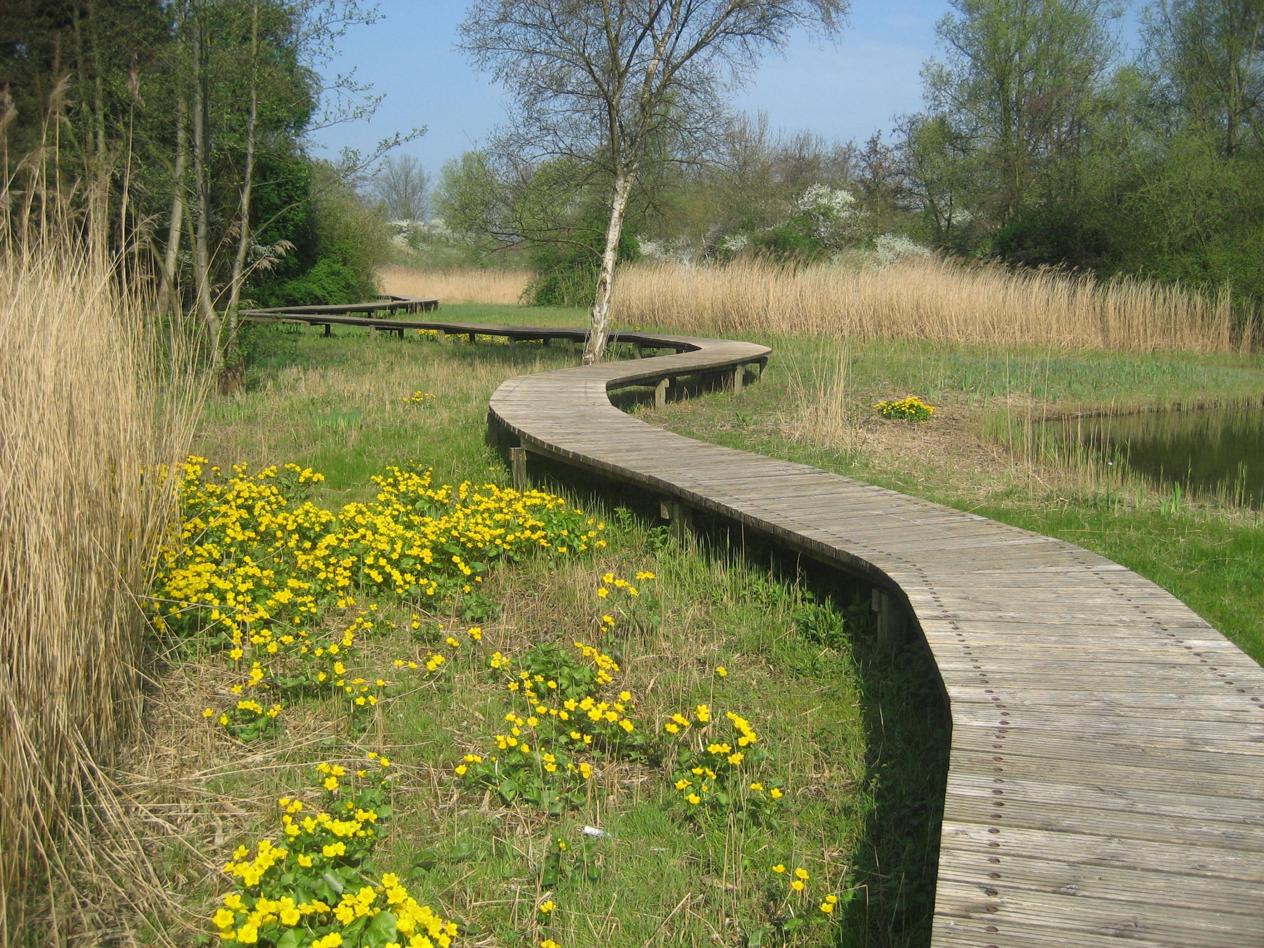 Bloeiende dotterbloemen in moeras naast vlonderpad in Rekerhout