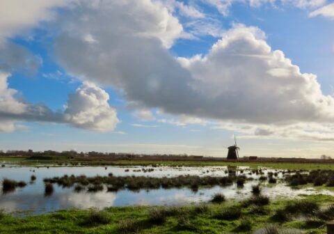 Plasdras weiland met op de achtergrond molen