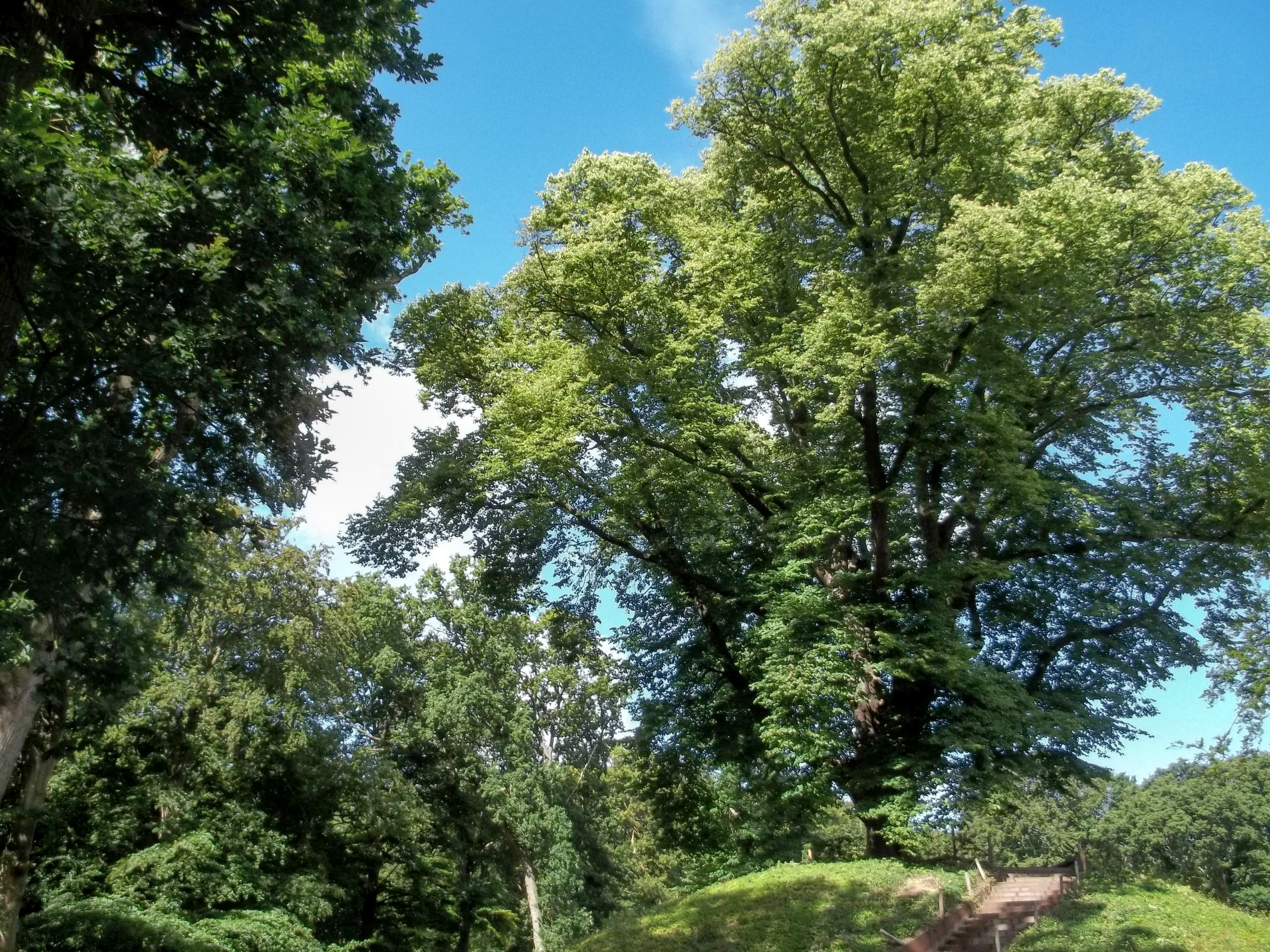 De Kattenberg met ruim 300 jaar oude lindenboom