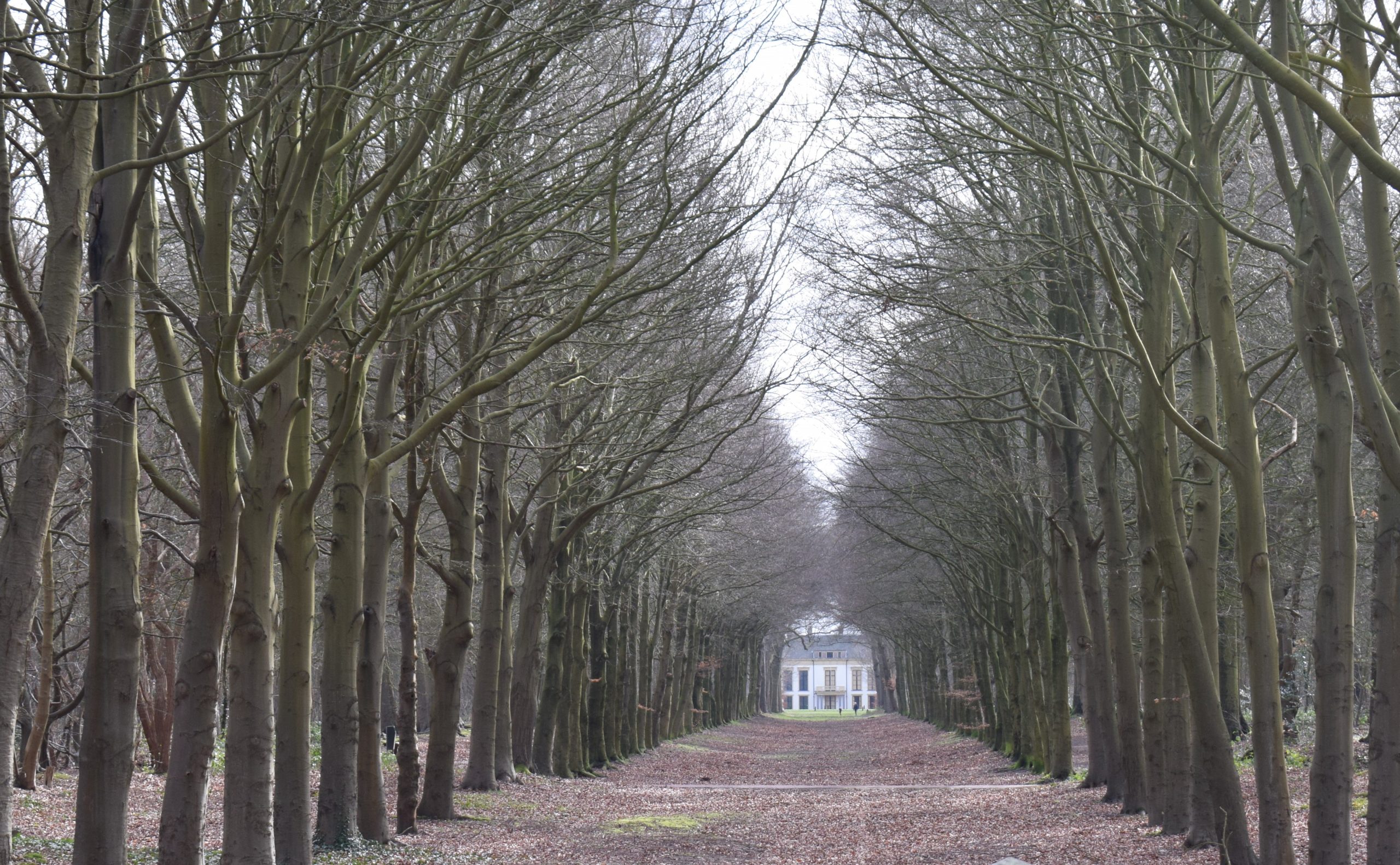 Kale beukenlaan Heilooërbos