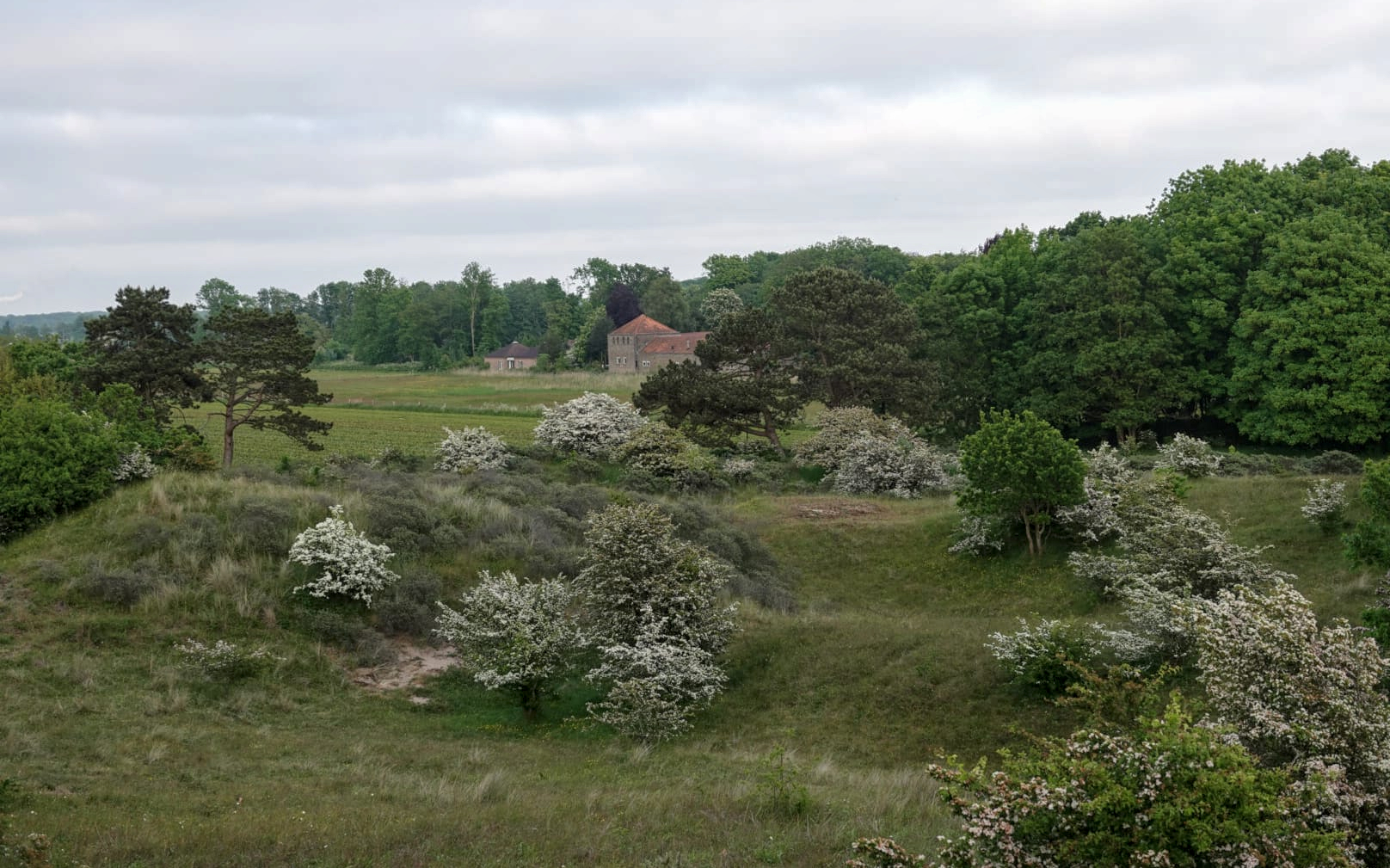 Bloeiende meidoorn struiken bij Sint Liobaklooster