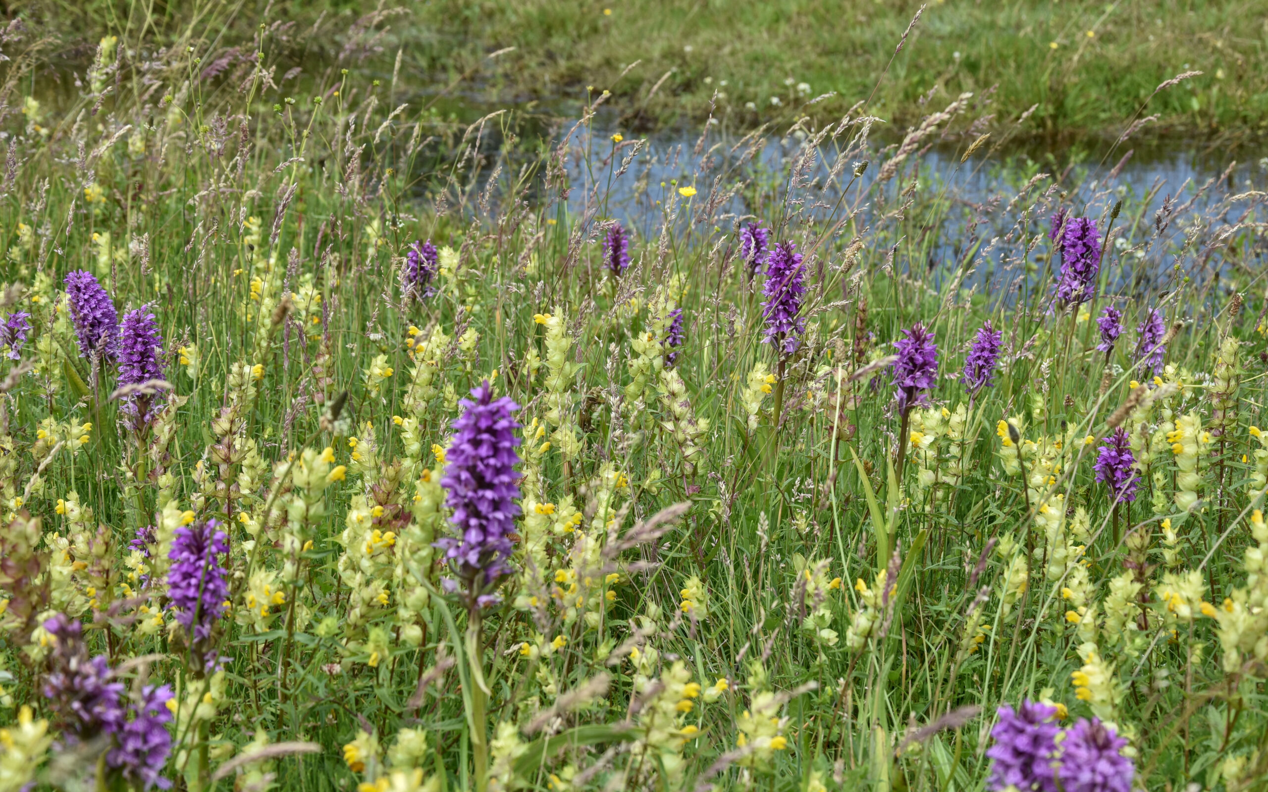 Veld bloeiende rietorchissen en ratelaars langs duinrel