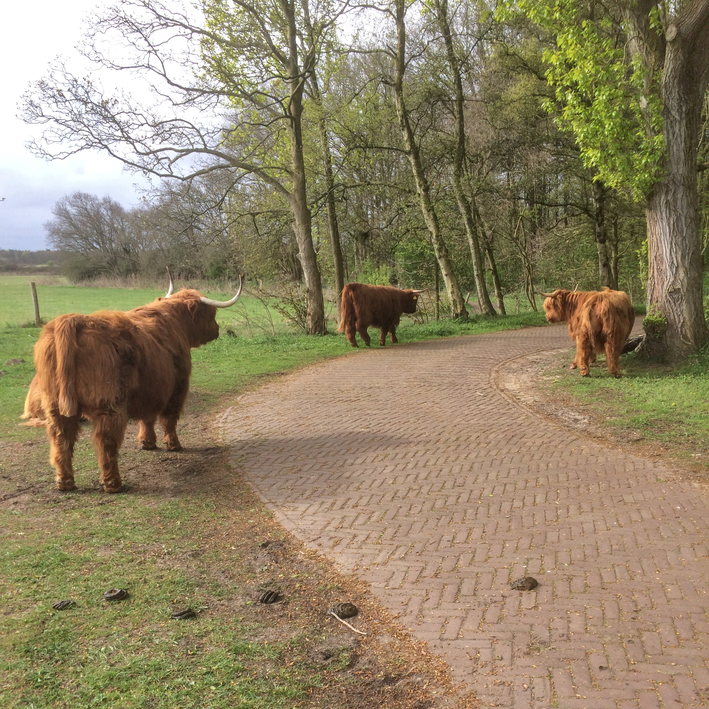 Schotse hooglanders
